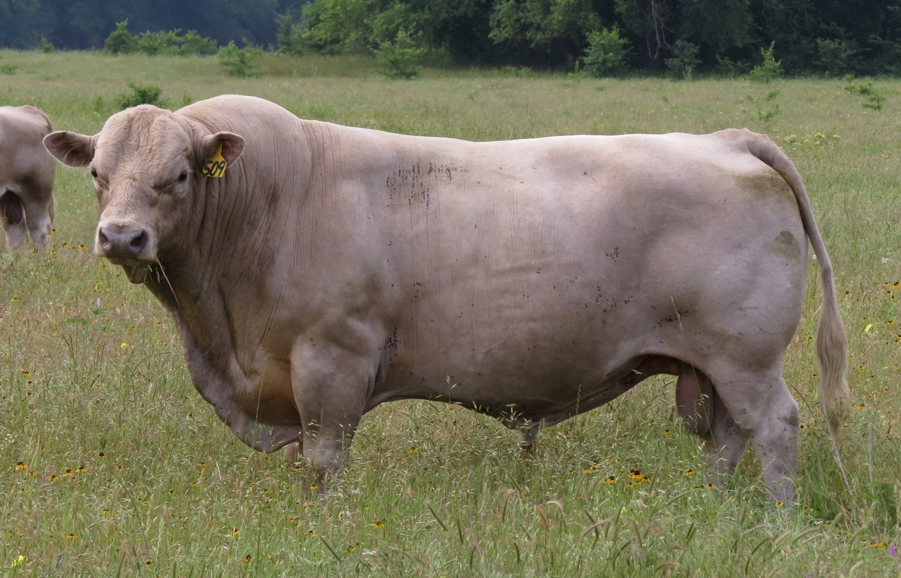 Herd sire