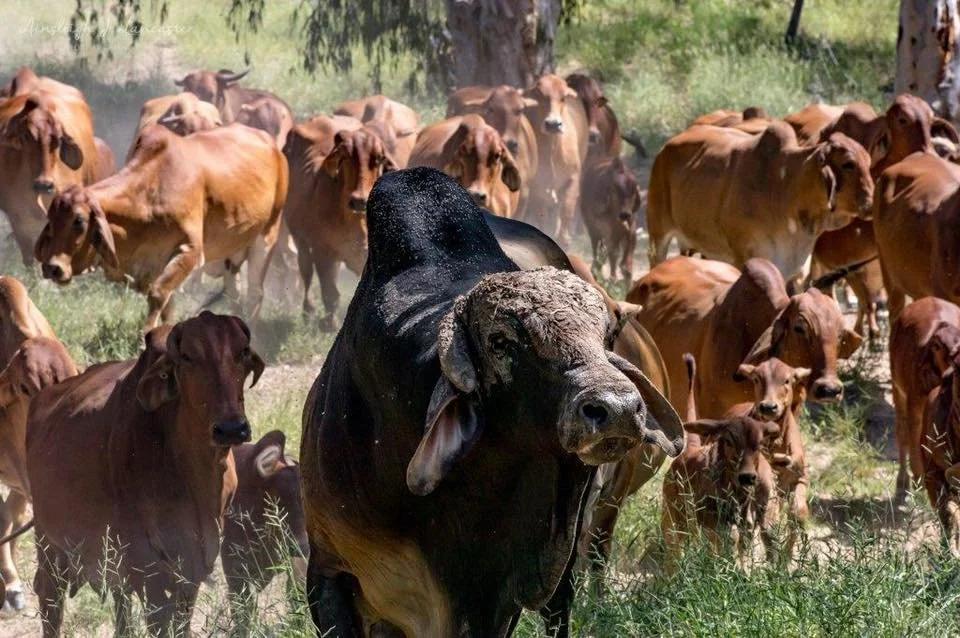 Cattle herd at sunrise